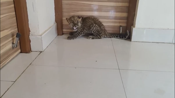A leopard cub entered the crusher plant in Barhi, and the Forest Department rescued it