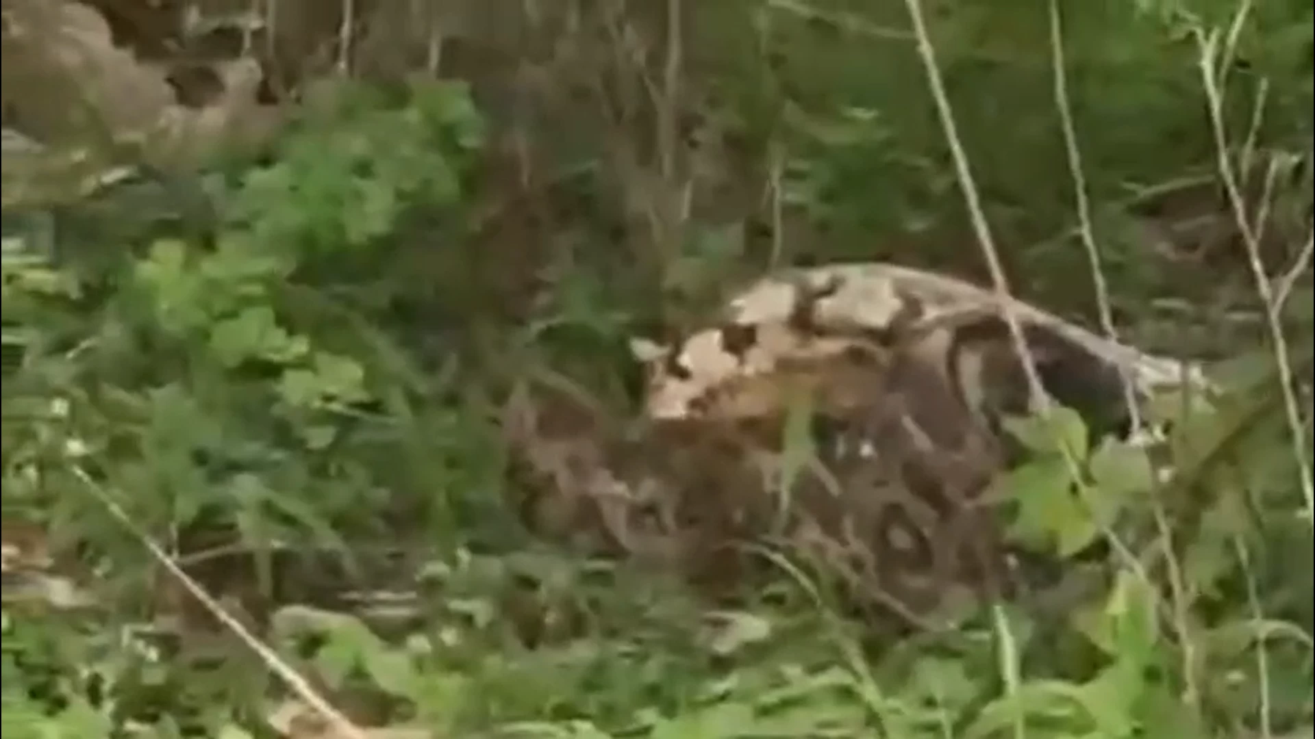Python swallows baby goat alive in Khandwa