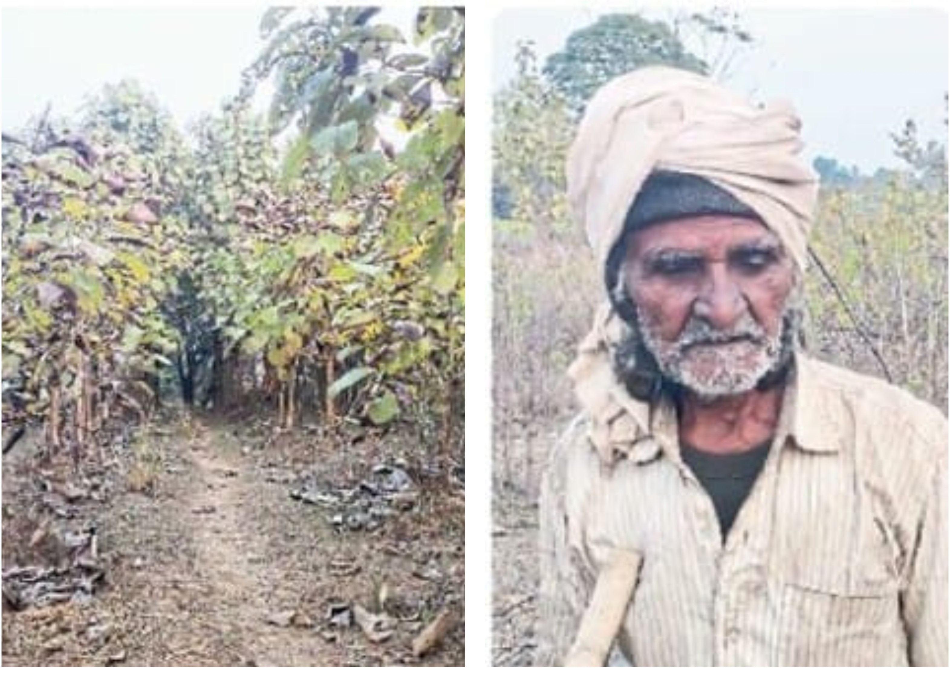 जुनून ऐसा भी: परिवार से अलग रहकर सात साल से बच्चों की तरह पेड़ों का कर रहे पालन पोषण