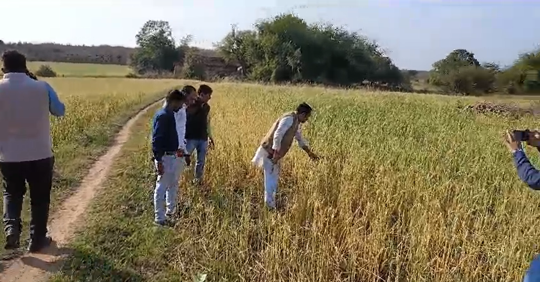 पन्ना अजयगढ़ क्षेत्र के कई ग्राम पंचायत में बेमौसम बरसात और ओला की वजह से हुआ था फसलों को भारी नुकसान