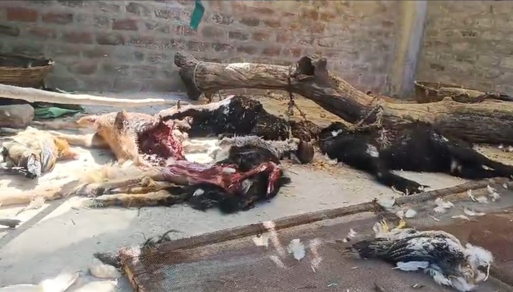 बड़वानी के बोरलाय में घर की छत बंद बाडे में बंद बकरियों ओर मुर्गा मुर्गियों का वन्यजीव ने किया शिकार