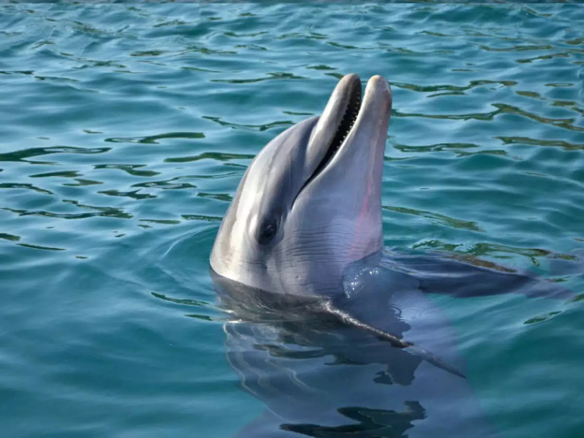 देश में 6300 से अधिक डॉल्फिन