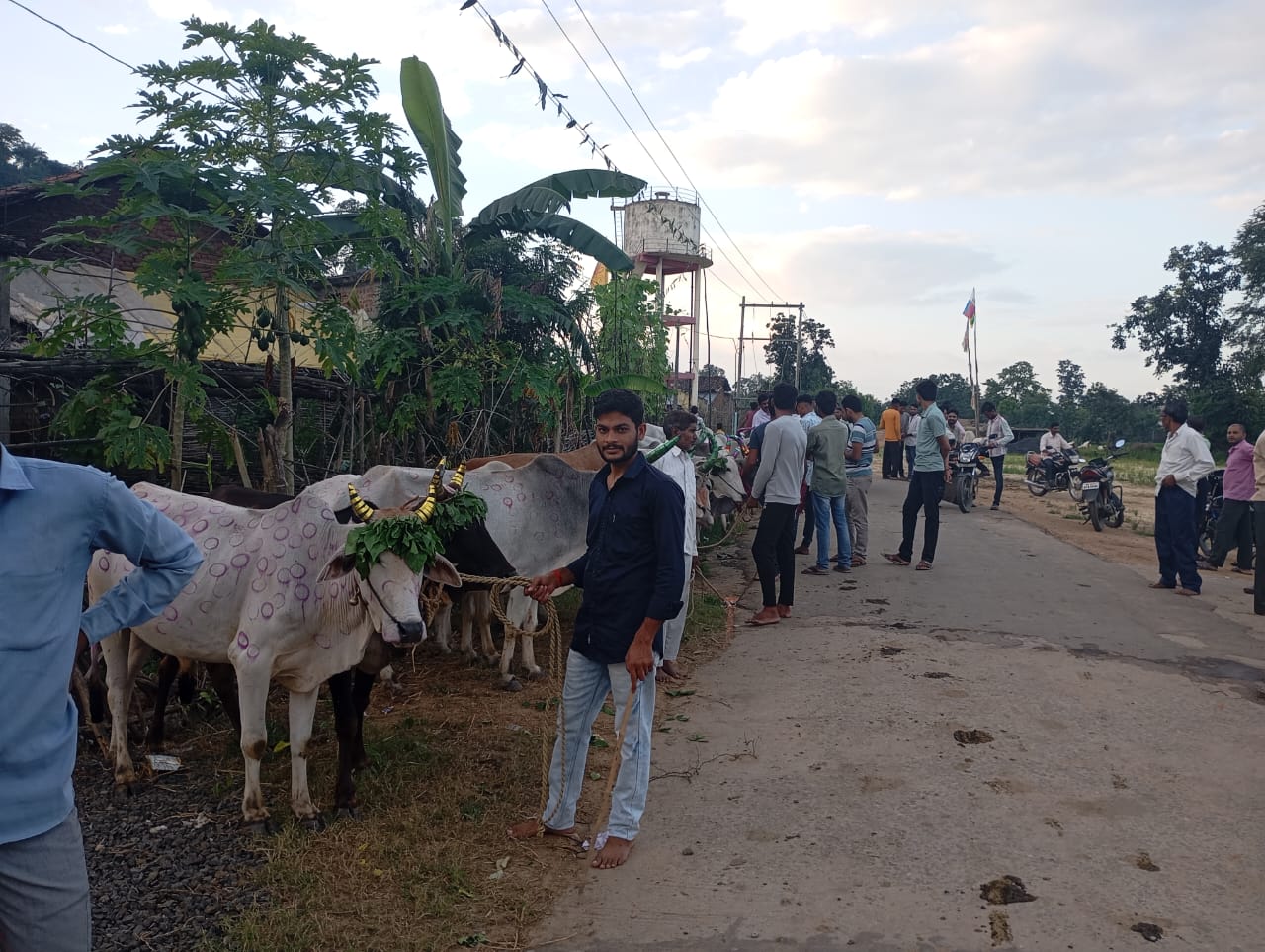 बड़े ही धूमधाम से कजंई में मनाया गया पोला पाटन पर्व