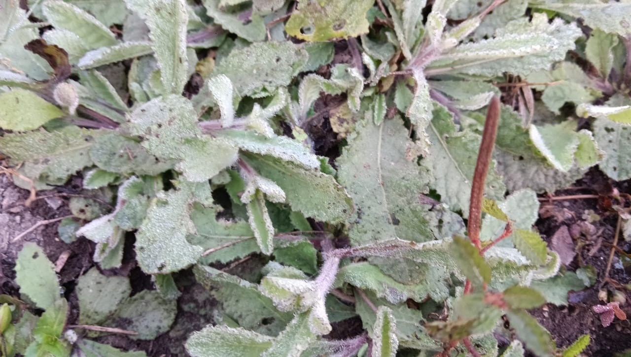 सर्द हवाओं ने कपकपाया अंचल, खेतों में बर्फ की चादर बिछने से परेशान हुए किसान