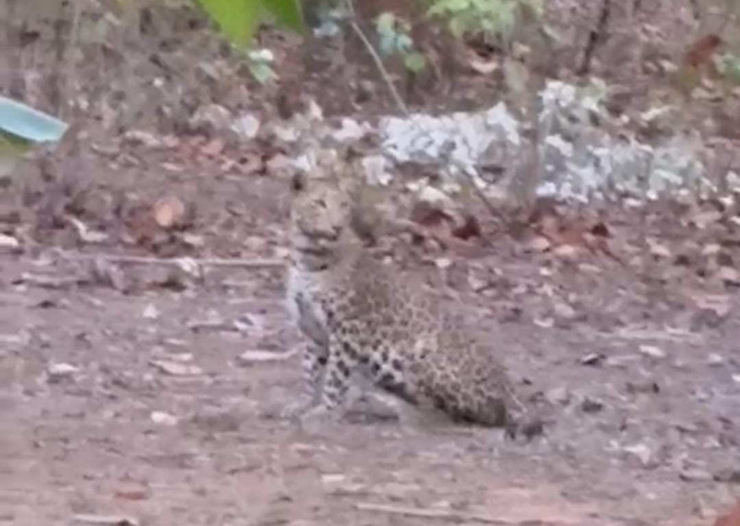 Leopard seen on the roadside in village Tetka