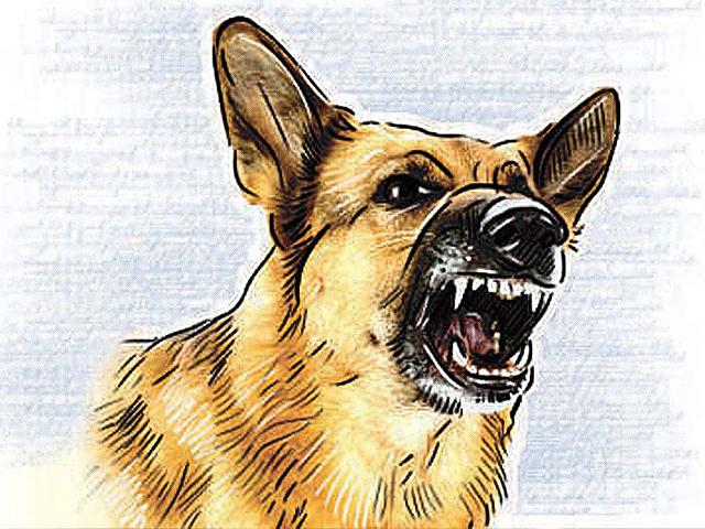 हैदराबाद में आवारा कुत्तों ने 6 साल के बच्चे को नोच