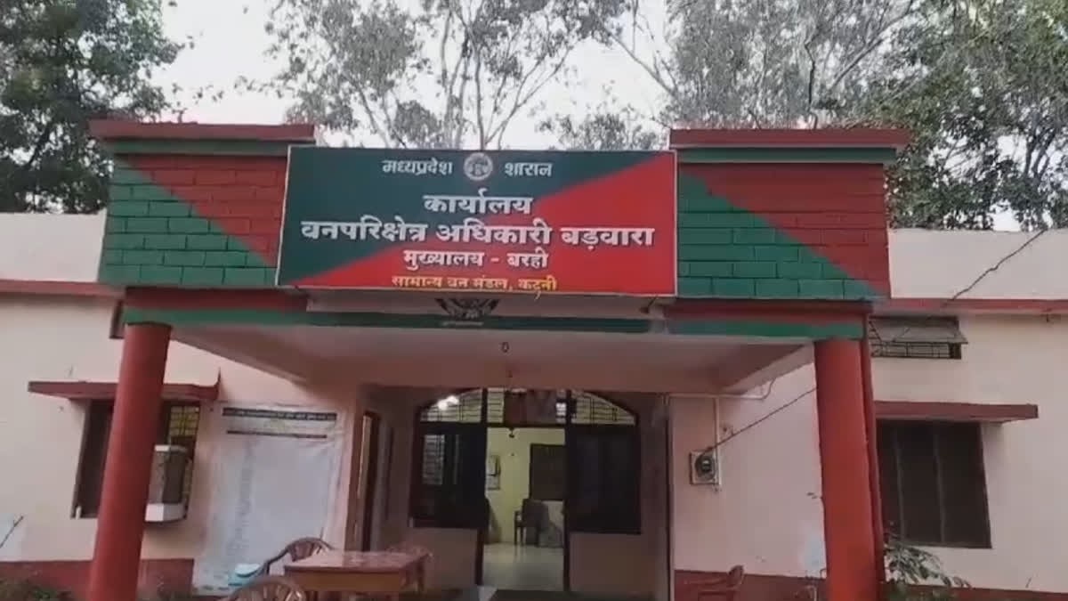 जंगल में लकड़ी बिनने गई महिला पर बाघ ने किया हमला