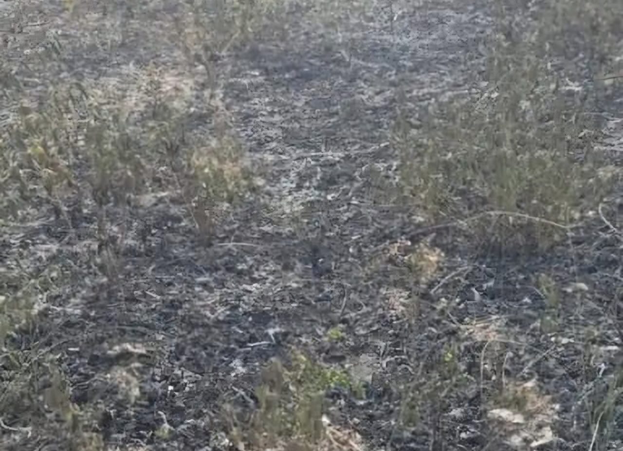 मानकी गांव स्थित कब्रिस्तान में खड़ी झाड़ियों व पेड़ों में अचानक आग लगने से मचा हडकंप