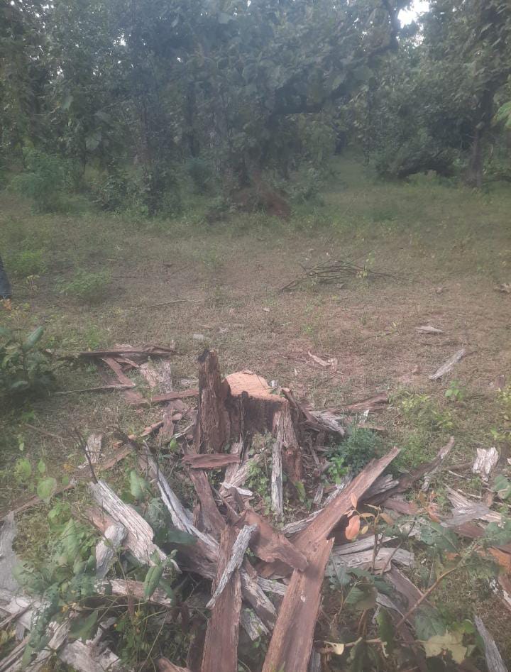 दमोह में लकड़ी चोर धड़ल्ले से काट रहे इमारती लकड़ी 