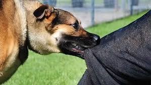 कुत्तें के काटने से दूधिया की हुई मौत