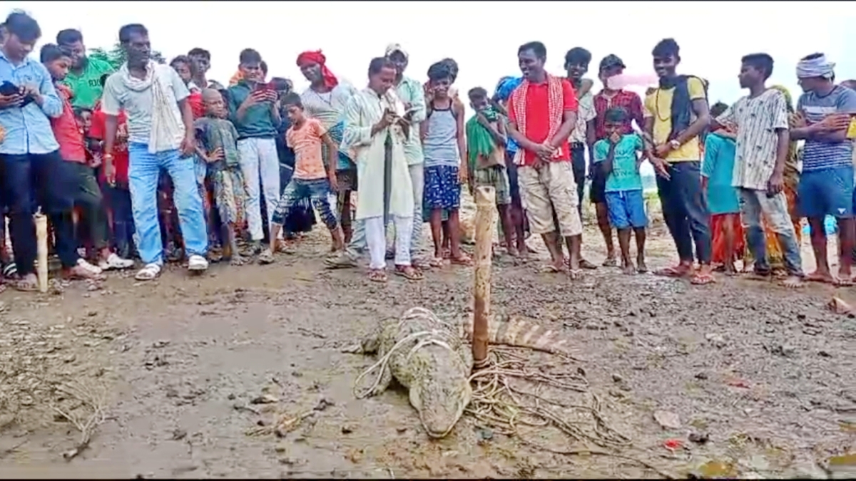 'दरभंगा में एक साथ दिखे 4 मगरमच्छ