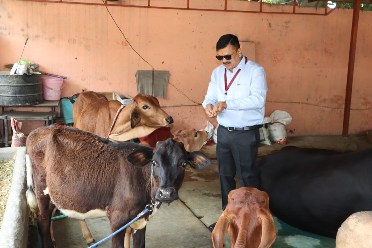 सहारनपुर जनपद में अपना एक वर्षीय कार्यकाल पूर्ण होने पर डीएम पहुॅचें गौशाला, की गोसेवा