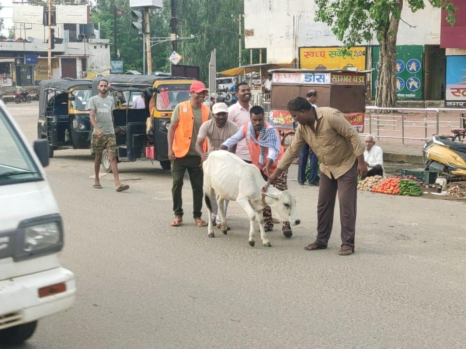 Four-legged animals on the roads, cow catchers active