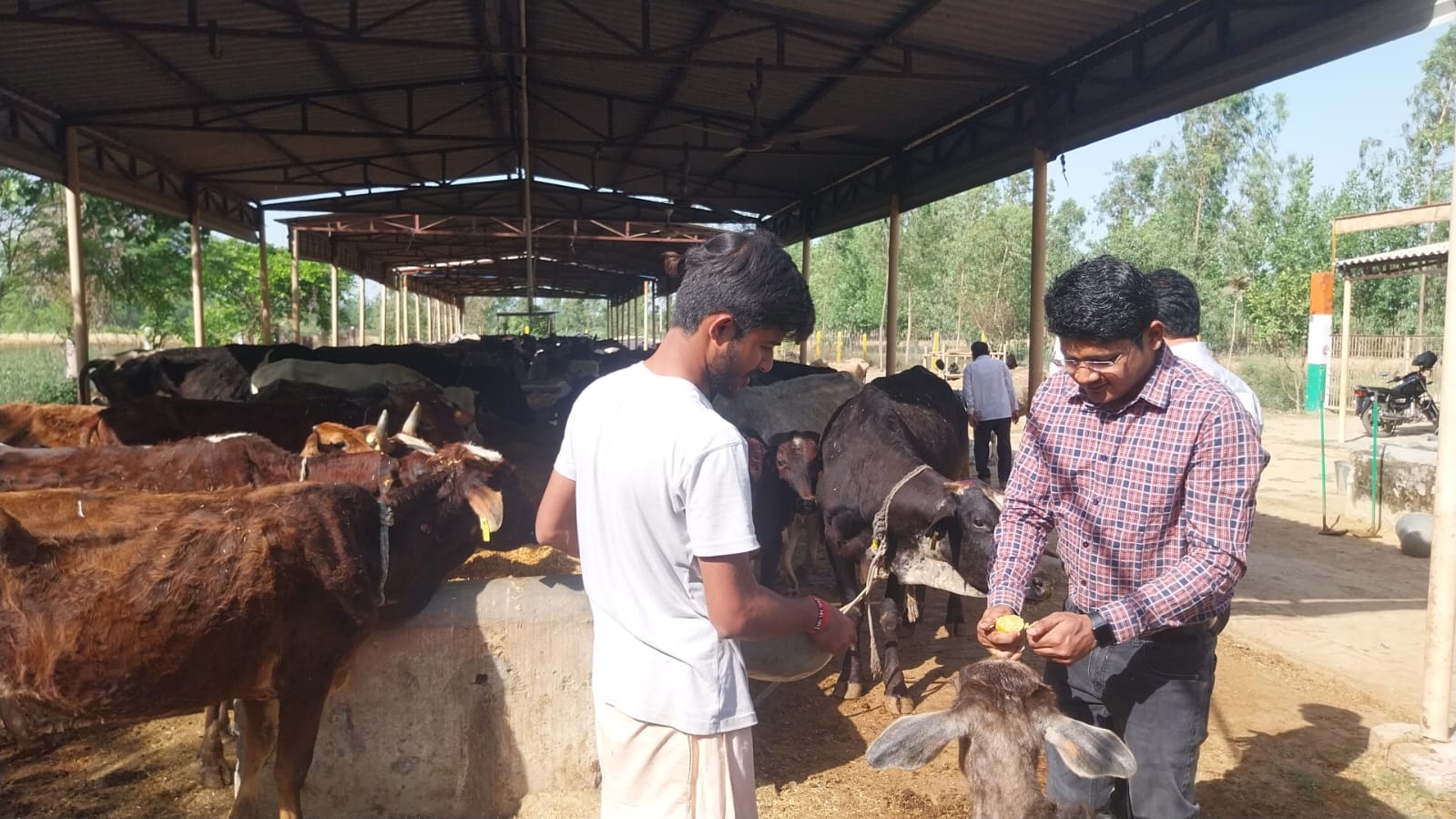 सहारनपुर एसडीएम देवबंद अंकुर वर्मा ने की गौसेवा