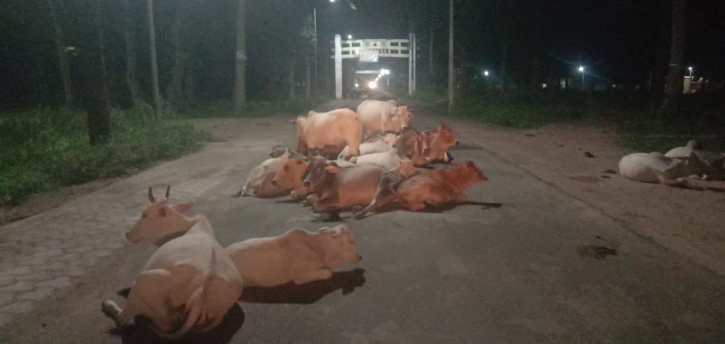बीच रास्ते पर जानवरो का जमावड़ा दुर्घटना को देता निमंत्रण