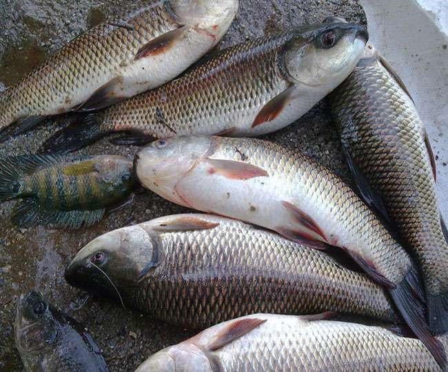 Bihar's dependence on fish from Andhra ends