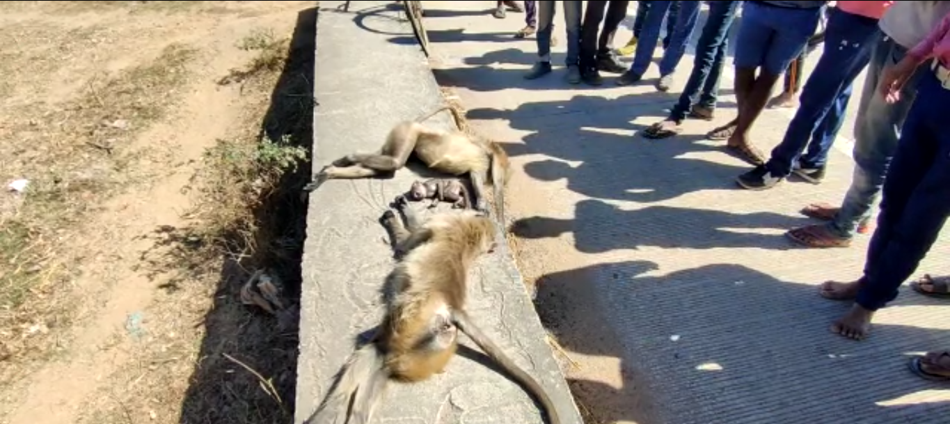 शहड़ोल गुमला नेशनल हाईवे पर हो रहे रोजाना सड़क हादसे