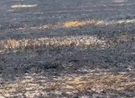 The fire started due to sparks falling from the power line wires passing over the fields