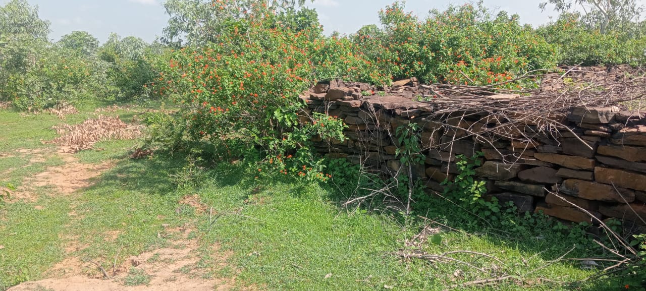 शाहनगर वन परिक्षेत्र के तहत वनरक्षक देविदीन पाल ढेसाई की वीट से जुड़ा एक रहस्यमय मामला