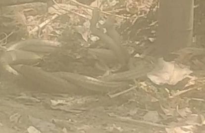 चंदेना कोली गांव में एक किसान के घर में घुसा नाग-नागिन का जोड़ा 