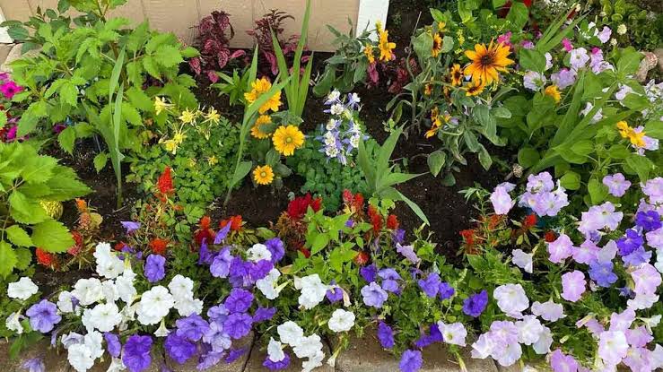 उत्तर प्रदेश के सहारनपुर में किए जाएंगे पौधे रोपित 