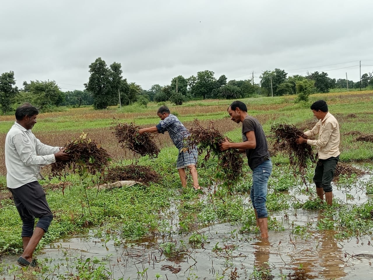 बारिश से खेतों में जमा हुआ पानी