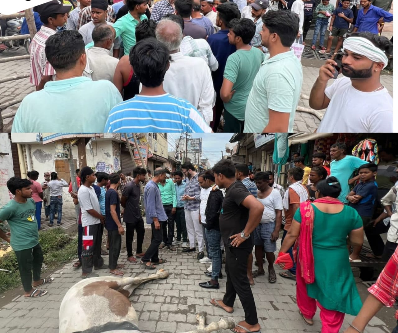 करंट लगने से घोड़े की हुई मौत