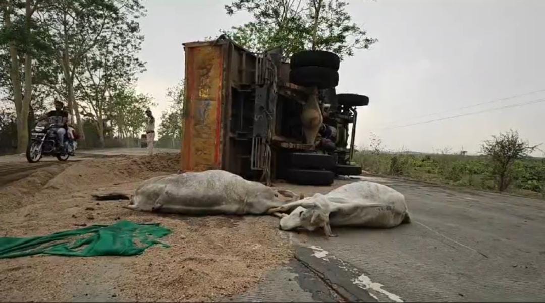 रेत से लोड वाहन ने दो मवेशियों को कुचला