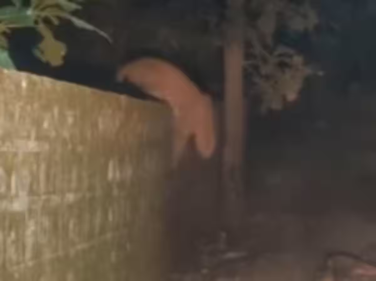 पटना में तेंदुआ ने गाय के बछड़े का किया शिकार, वीडियो हुआ वायरल