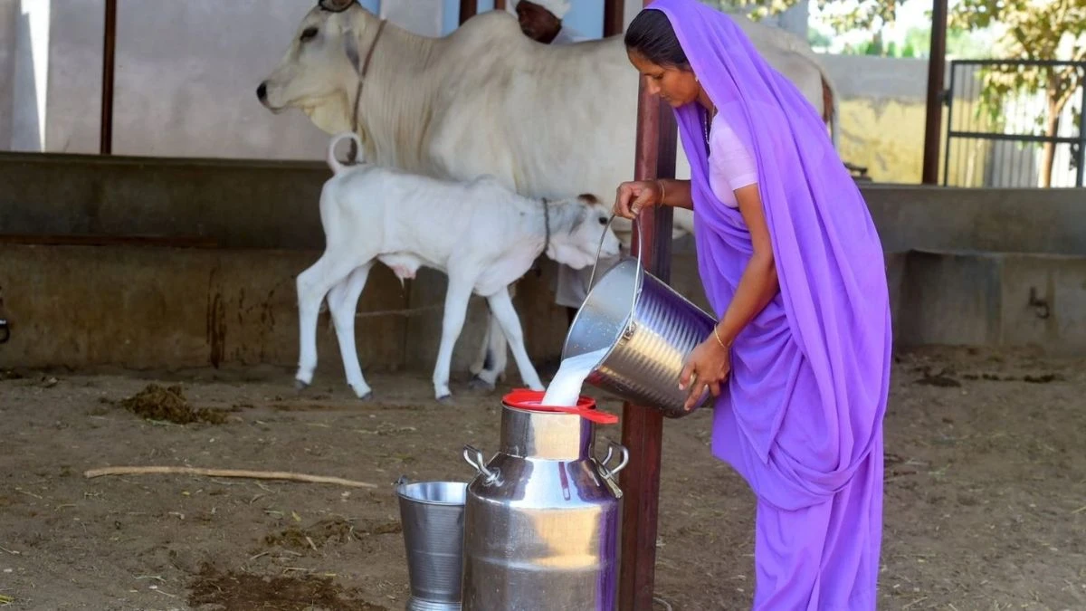 बिहार के इन पांच जिलों में लगेंगे 5 डेयरी प्लांट