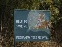 मेडिकल कॉलेज के समीप बीती रात्रि बाघ की चहल कदमी