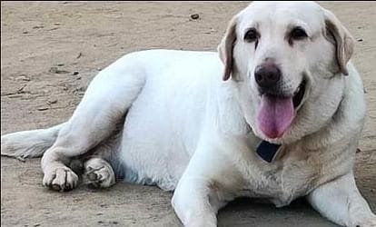 सहारनपुर की कई बड़ी घटनाओं का खुलासा करने में पुलिस की मदद करने वाली डॉग स्कवाॅड में शामिल इला (श्वान) की लंबी बीमारी के चलते हुई मौत 