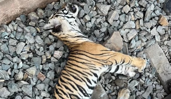 सतना में ट्रेन की टक्कर से पांच माह की फीमेल बाघ शावक हुई घायल
