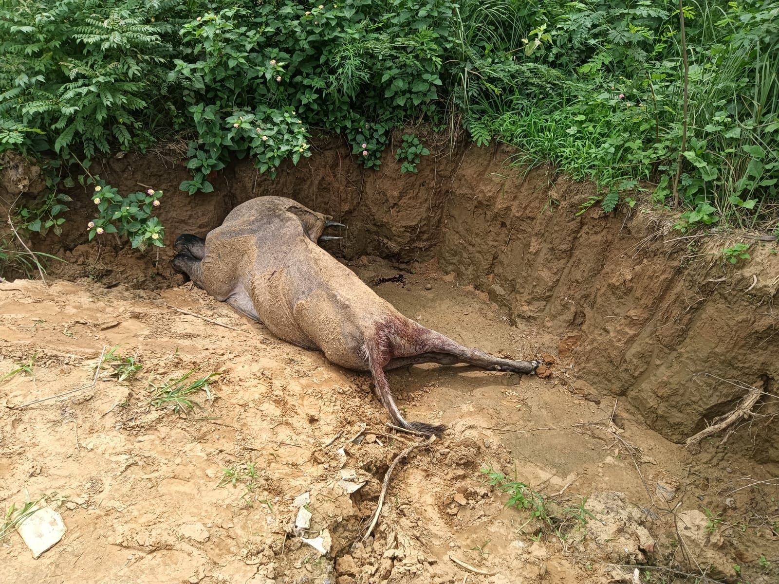 गांव मानकी में एक नीलगाय मृत अवस्था में मिली