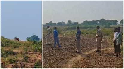 बांधवगढ़ नेशनल पार्क से भटककर कटनी पहुंचे हाथी ने ग्रामीणों में मचाई हलचल