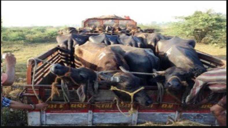 प्रशासन की सख्ती के बावजूद जारी अवैध पशु तस्करी
