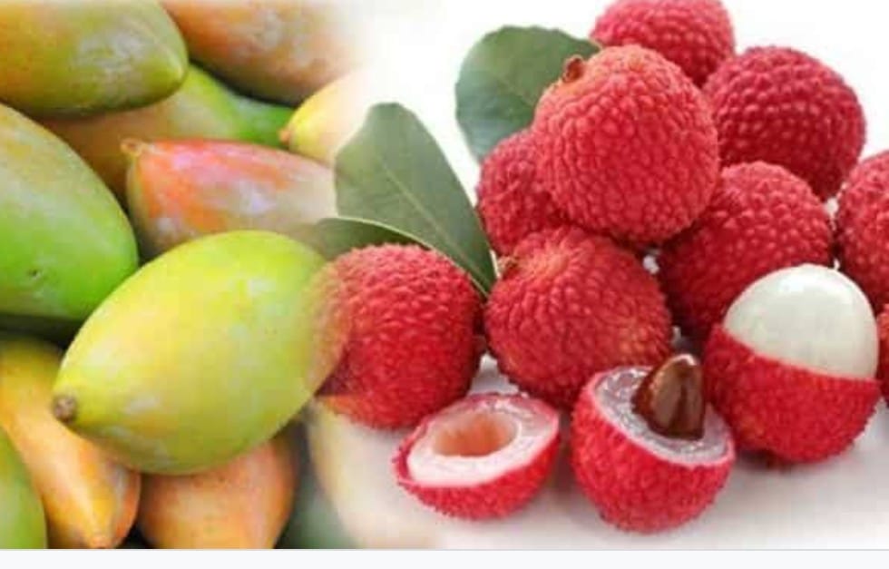 उप्र के सहारनपुर में अबकी आम और लीची का भारी उत्पादन होने की उम्मीद