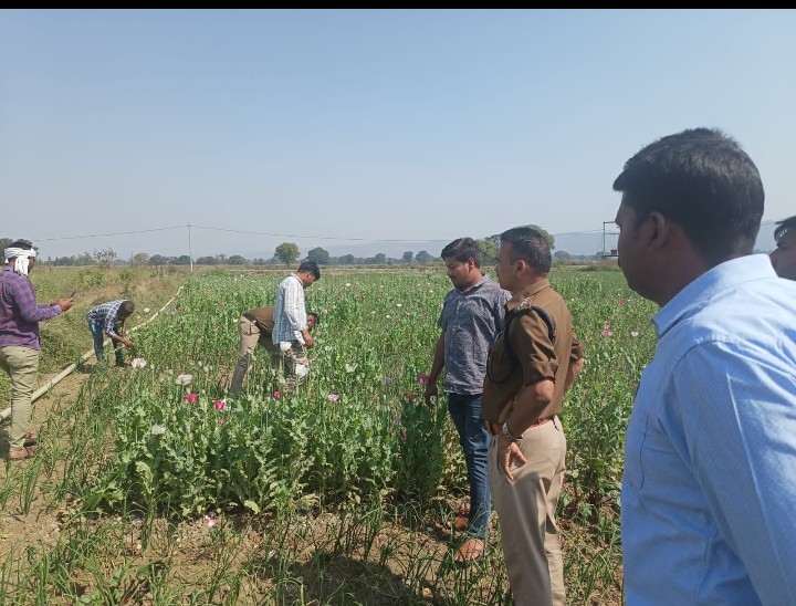 अवैध मादक पदार्थ की फसल का हुआ बड़ा पर्दाफाश