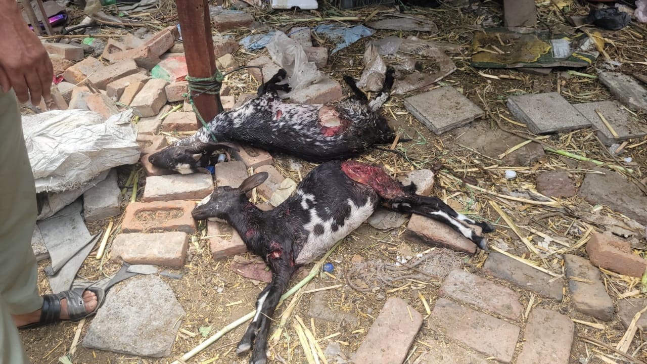 Two goats tied in an enclosure in Mohalla Sarai Peerzadgan of Deoband were badly mauled to death by stray dogs